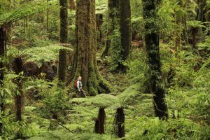 Maui rainforest waterfall lunch hana lungo strada getyourguide panoramico